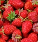 Preview: Erdbeeren