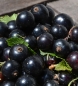 Preview: schwarze Johannisbeeren